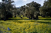 Creta - Giganteschi ulivi nei pressi di Moni Preveli.